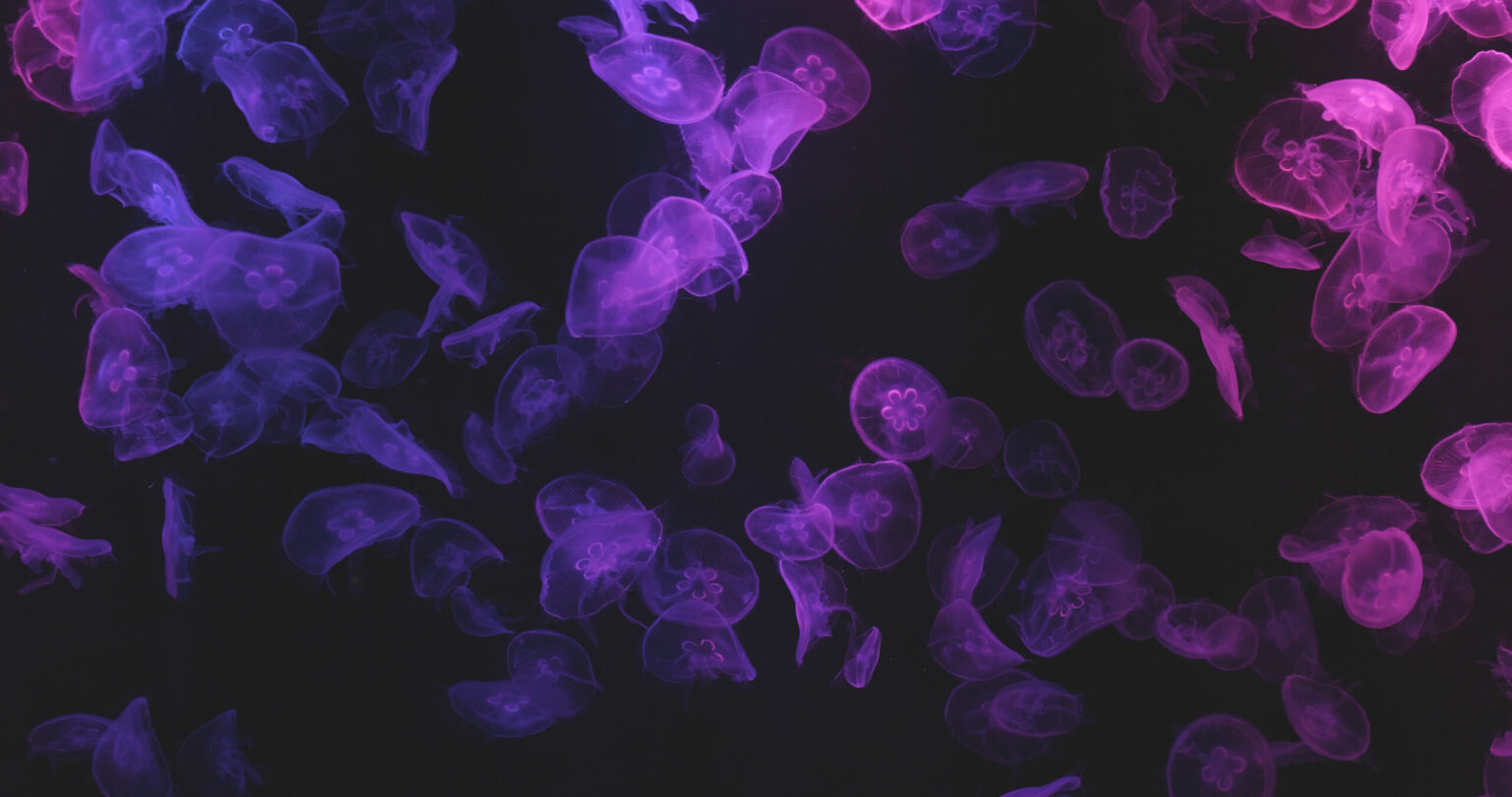 Moon Jellyfish Anatomy: 10 Amazing Fun Facts