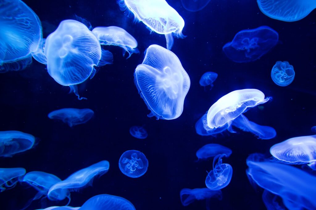 Moon Jellyfish Bioluminescence