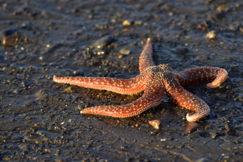 mottled starfish